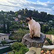 Pompon a rejoint le concours — aidez-le/la à gagner de superbes lots ! cat, siamese_cat, tree_stump, balcony, railing, village, houses, trees, sky, clouds, greenery, outdoor, nature, pets, animal, daylight, scenery, landscape, perched, resting