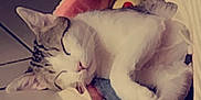 Stitch participe au concours pour gagner de l'argent avec cette photo : animal, cat, comfort, cozy, cute, domestic, fur, indoor, nap, peaceful, pet, plush_bed, quiet, relaxed, resting, shark_bed, sleeping, tile_floor, toy, white_and_gray