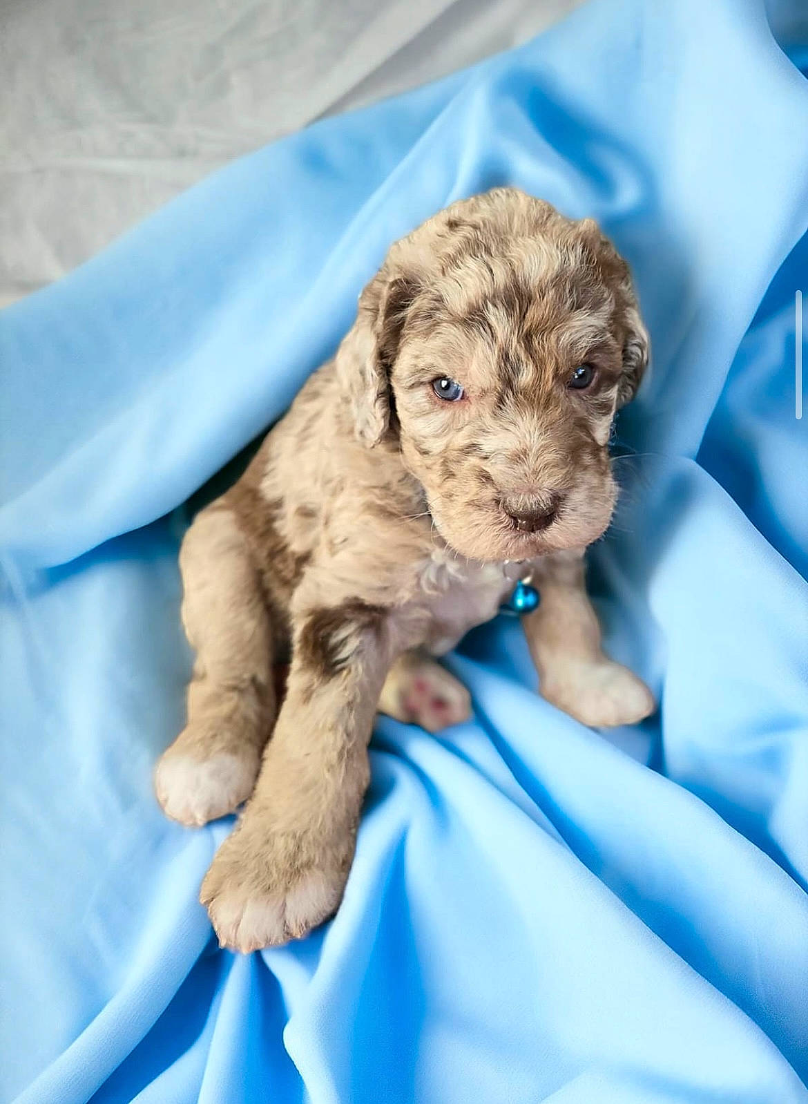 Bosten is registered to the contest to win money with this photo: canidae, carnivore, companion_dog, dog, dog_breed, dog_supply, electric_blue, fawn, fur, gesture, liver, paw, poodle_crossbreed, snout, sporting_group, terrestrial_animal, terrier, toy_dog, working_animal, wrinkle