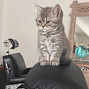 Archibald a rejoint le concours — aidez-le/la à gagner de superbes lots ! kitten, cat, gray_fur, sitting, leather_chair, collar, bell, indoor, furniture, mirror, decor, vintage_chair, thoughtful, pet, cute, small, cozy, home, animal, portrait