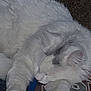 cat, white_cat, fluffy, sleeping, nap, paw, ear, whiskers, close_up, indoor, blanket, patterned_blanket, fabric, cozy, fur, resting, pet, domestic_cat, soft_texture, calm
