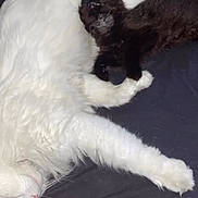 Dab joined the competition — help win amazing prizes! cat, kitten, white_cat, black_kitten, sleeping, cuddling, pet, feline, fur, paws, nap, indoor, bed, blanket, close_up, cute, domestic_animal, animal, companionship, peaceful