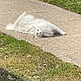 cat, white_cat, fluffy, laying_down, sidewalk, grass, pavement, outdoor, sunny, relaxed, pet, fur, street, neighborhood, suburb, resting, portrait, daylight, cute, domestic_animal