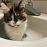 Kevin is registered to the contest to win money with this photo: animal, bathroom, calico, cat, closeup, curious, cute, domestic_cat, eyes, face, faucet, fur, household, indoor, kitten, pet, pink_nose, sink, water, whiskers