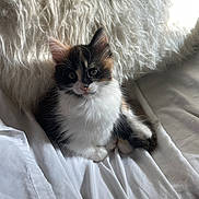Kevin is registered to the contest to win money with this photo: animal, calico, cat, cozy, cute, domestic, feline, fluffy, fur, indoor, kitten, pet, pillow, resting, small, soft, sunlight, whiskers, white_sheet, young