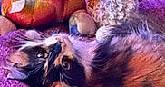 Kevin joined the competition — help win amazing prizes! animal, blanket, cat, colorful, comfort, cozy, cute, domestic, fur, furry, indoor, owl, pet, plush_toy, purple, rainbow, relaxed, resting, soft_toys, turtle
