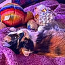 animal, blanket, cat, colorful, comfort, cozy, cute, domestic, fur, furry, indoor, owl, pet, plush_toy, purple, rainbow, relaxed, resting, soft_toys, turtle