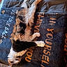 Kevin is registered to the contest to win money with this photo: animal, blanket, calico, cat, colorful, comfortable, cozy, domestic, feline, fur, home, indoor, patterned, pet, relaxing, resting, sleeping, soft, sprawled, text