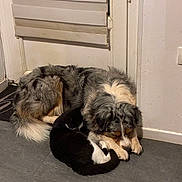 Tokyo participe au concours pour gagner de l'argent avec cette photo : dog, cat, sleeping, floor, indoor, tile_floor, white_door, pet, animal, fur, cozy, resting, companion, friendship, black_cat, white_cat, long_fur, curled_up, peaceful, domestic