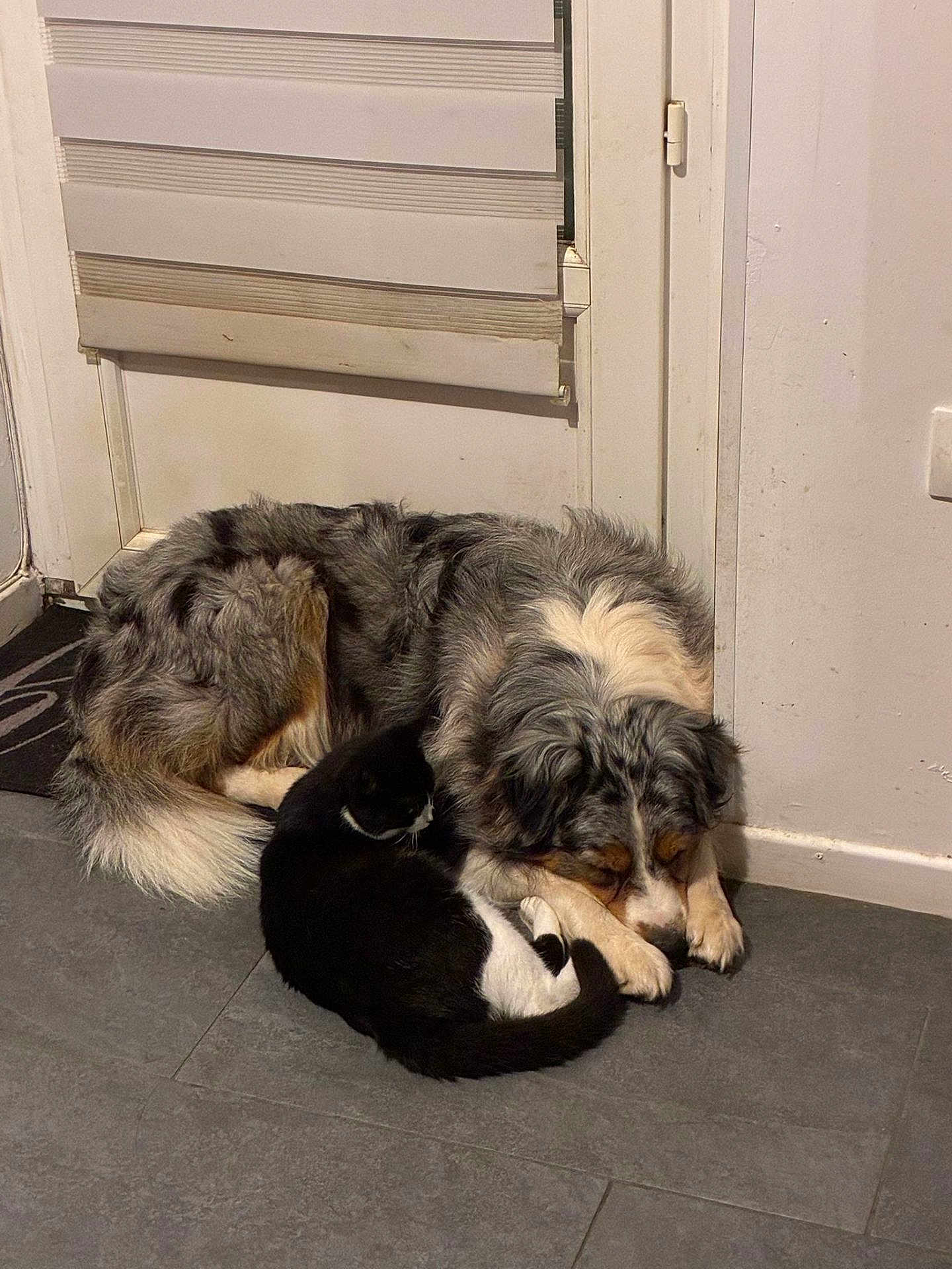 Tokyo participe au concours pour gagner de l'argent avec cette photo : dog, cat, sleeping, floor, indoor, tile_floor, white_door, pet, animal, fur, cozy, resting, companion, friendship, black_cat, white_cat, long_fur, curled_up, peaceful, domestic