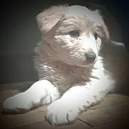 Sugar joined the competition — help win amazing prizes! puppy, dog, animal, pet, fur, young, resting, floor, wood, indoor, cute, fluffy, mammal, canine, lying, portrait, closeup, soft_light, vignette, calm