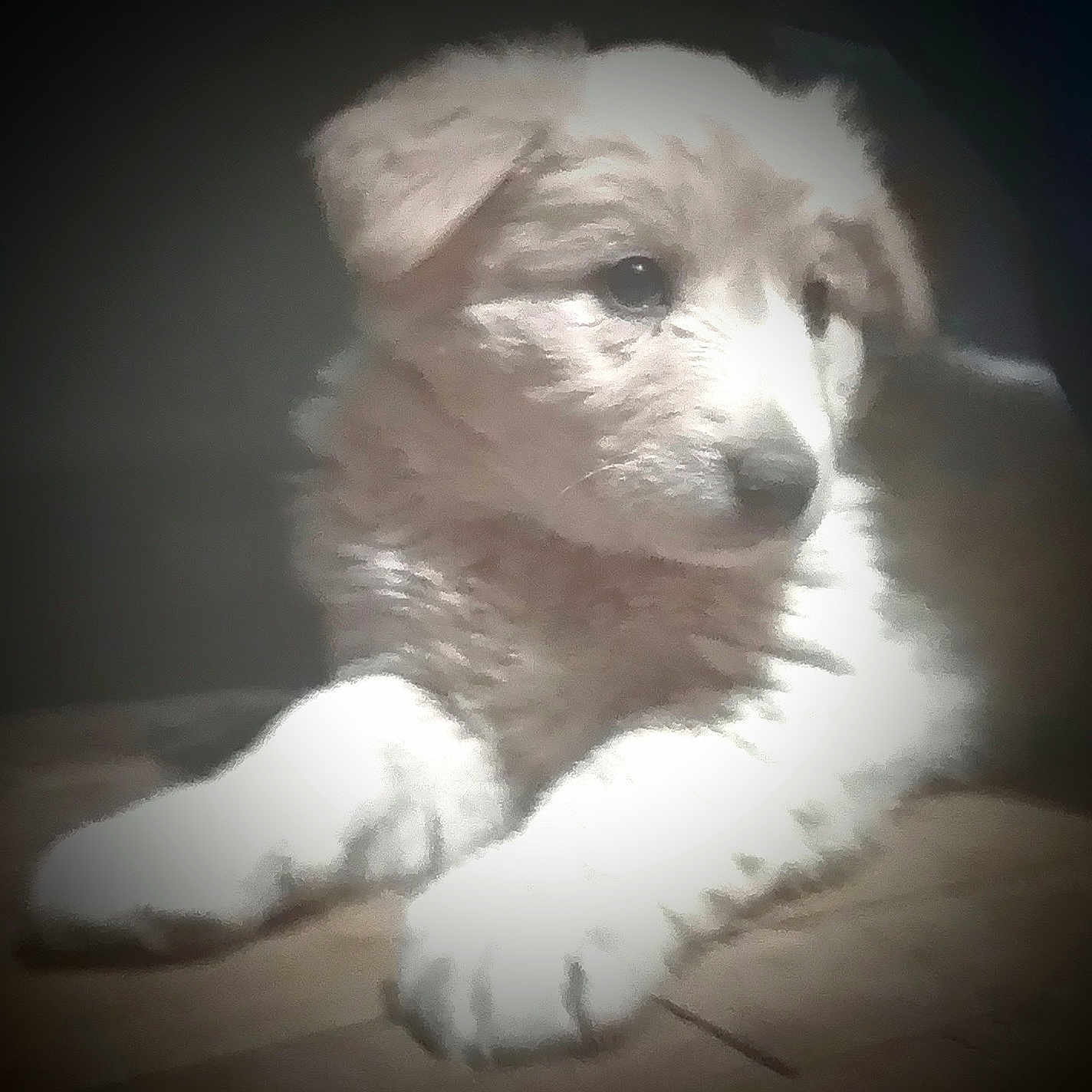 Sugar joined the competition — help win amazing prizes! animal, calm, canine, closeup, cute, dog, floor, fluffy, fur, indoor, lying, mammal, pet, portrait, puppy, resting, soft_light, vignette, wood, young