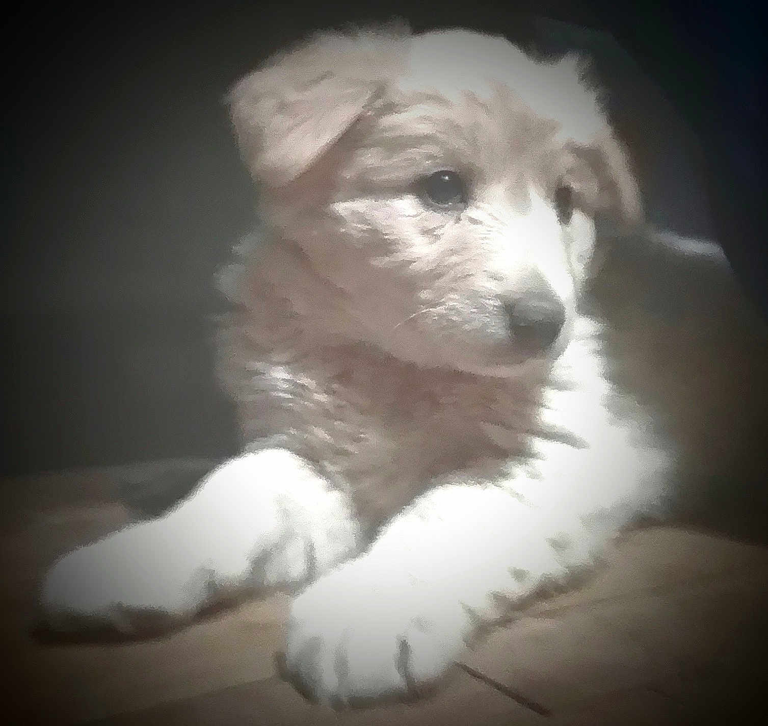 Sugar joined the competition — help win amazing prizes! puppy, dog, animal, pet, fur, young, resting, floor, wood, indoor, cute, fluffy, mammal, canine, lying, portrait, closeup, soft_light, vignette, calm