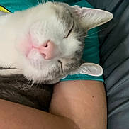 Oscar joined the competition — help win amazing prizes! animal, arm, cat, close_up, comfort, companion, cozy, cute, domestic, feline, fur, human, indoor, pet, pink_nose, relaxed, resting, sleeping, soft, whiskers