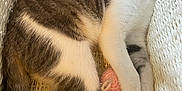 Oscar is registered to the contest to win money with this photo: animal, basket, cat, closeup, cozy, cute, domestic_cat, feline, fur, gray_and_white, indoor, knitted_toy, paws, pet, relaxed, resting, sleepy, soft_lighting, whiskers, woven