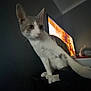 Oscar joined the competition — help win amazing prizes! animal, cat, couch, curious, dark_room, domestic_animal, feline, focused_eyes, furniture, home, indoor, living_room, low_light, paw, pet, relaxed, side_view, stretching, television, white_and_gray