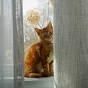 Miguel is registered to the contest to win money with this photo: cat, orange_tabby, windowsill, curtain, sheer_curtain, natural_light, dried_flower, indoor, pet, feline, animal, cozy, serene, sunlight, window, domestic_cat, cute, sitting, relaxed, soft_light