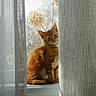 animal, cat, cozy, curtain, cute, domestic_cat, dried_flower, feline, indoor, natural_light, orange_tabby, pet, relaxed, serene, sheer_curtain, sitting, soft_light, sunlight, window, windowsill