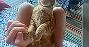 Miguel joined the competition — help win amazing prizes! cat, orange_tabby, person, hand, porch, outdoor, furniture, chair, table, tablecloth, rug, relaxing, summer, patterned, pet, animal, curious, seated, human, casual