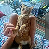 animal, casual, cat, chair, curious, furniture, hand, human, orange_tabby, outdoor, patterned, person, pet, porch, relaxing, rug, seated, summer, table, tablecloth