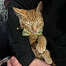 Miguel is registered to the contest to win money with this photo: kitten, cat, sleeping, bow_tie, orange_cat, pet, cute, cozy, hands, person, feline, domestic_animal, fur, adorable, resting, animal, close_up, indoor, comfort, cuddly
