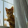 Miguel is registered to the contest to win money with this photo: cat, kitten, orange_tabby, curtain, window, window_screen, indoor, natural_light, dried_flowers, plants, pet, animal, feline, curious, closeup, portrait, soft_light, home, cozy, serene