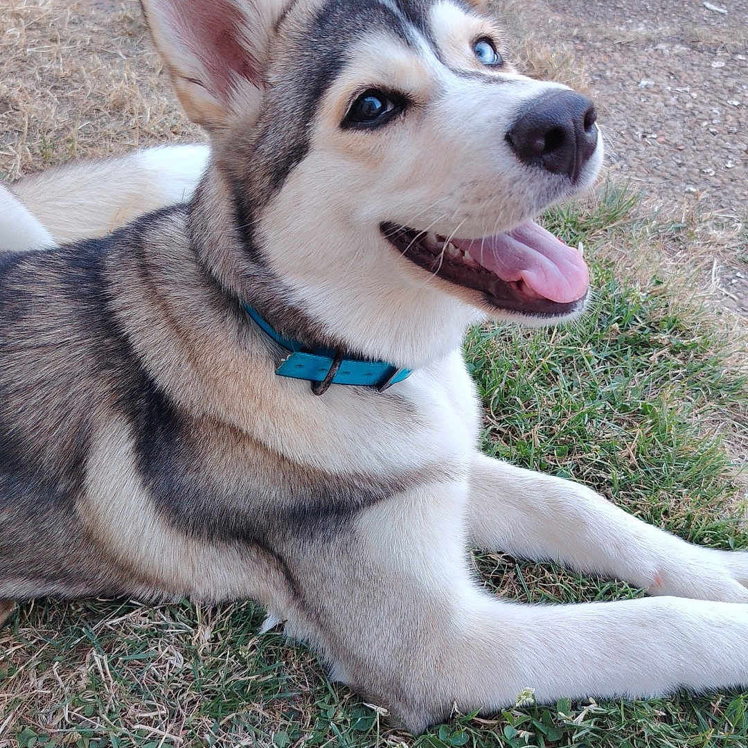 Kira