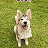 dog, puppy, husky, grass, outdoor, leash, happy, smiling, sitting, cute, pet, animal, nature, green, ears, fur, eyes, heterochromia, heart_emojis, playful