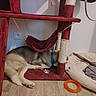 dog, blue_collar, cat_tree, scratching_post, pet_bed, wooden_floor, toy, orange_ring, stick, gray_cloth, indoor, relaxing, resting, furniture, paw_print, wall_socket, home, pet_corner, cozy, animal