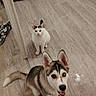 husky, puppy, dog, cat, white_cat, floor, wooden_floor, kitchen, indoor, pet, young_animal, heterochromia, curious, sitting, looking_up, domestic_animal, ears, tail, fur, animal_companions