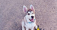 Kira a rejoint le concours — aidez-le/la à gagner de superbes lots ! dog, puppy, husky, asphalt, path, grass, person, legs, sandals, jeans, blue_collar, happy, sitting, cute, outdoor, daylight, smiling, animal, pet, walking