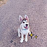 dog, puppy, husky, asphalt, path, grass, person, legs, sandals, jeans, blue_collar, happy, sitting, cute, outdoor, daylight, smiling, animal, pet, walking