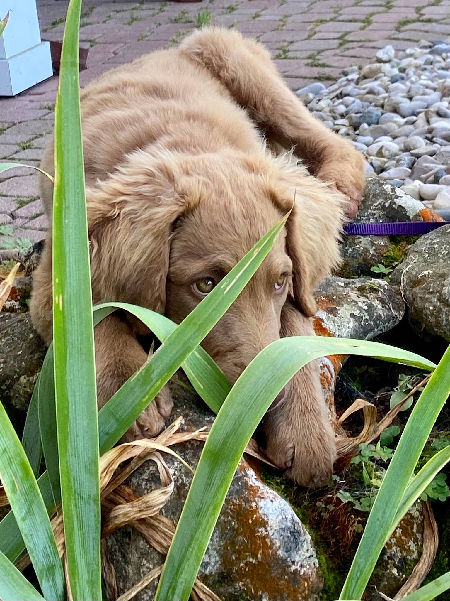 Lucy joined the competition — help win amazing prizes! big_cats, canidae, carnivore, companion_dog, dog_breed, fawn, felidae, fur, grass, groundcover, liver, plant, snout, sporting_group, terrestrial_animal, terrestrial_plant, whiskers, wildlife, working_animal, wrinkle