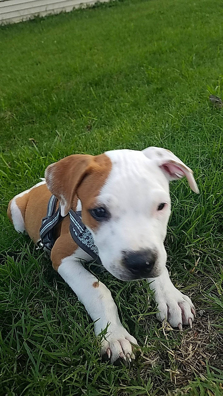 Artemis is registered to the contest to win money with this photo: american_bulldog, american_staffordshire_terrier, canidae, carnivore, catahoula_bulldog, companion_dog, dog, dog_breed, fawn, grass, mammal, non_sporting_group, pit_bull, plant, puppy, rare_breed_dog, snout, sporting_group, valley_bulldog, vertebrate