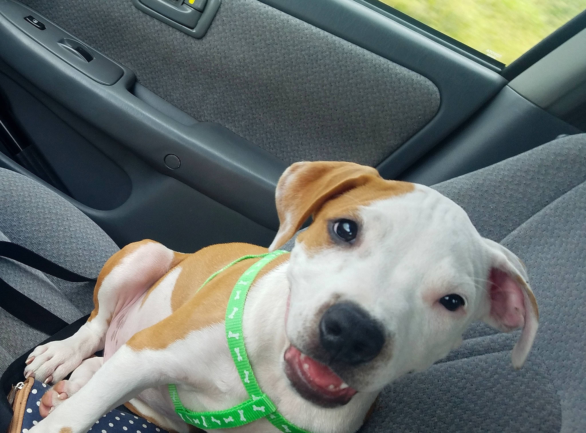 Artemis is registered to the contest to win money with this photo: canidae, carnivore, companion_dog, dog, dog_breed, fawn, feist, mammal, puppy, snout, sporting_group, vehicle, vertebrate