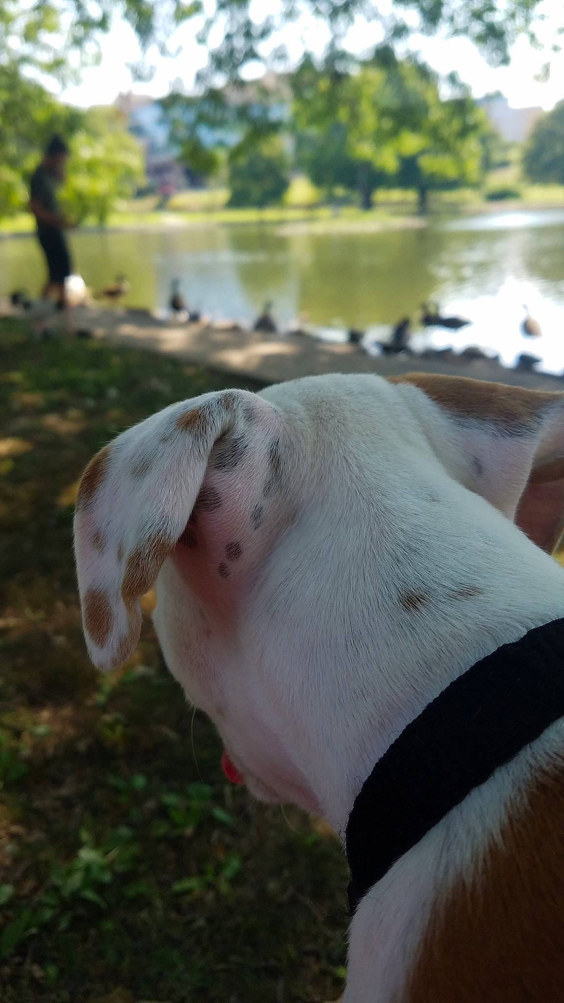 Artemis joined the competition — help win amazing prizes! american_bulldog, bull_terrier_miniature, canidae, carnivore, dog, dog_breed, dogo_argentino, ear, fawn, great_dane, non_sporting_group, pointer, snout