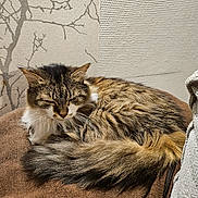Chaussette a rejoint le concours — aidez-le/la à gagner de superbes lots ! cat, tabby, sleeping, fluffy, fur, animal, pet, indoor, cushion, brown, cozy, resting, tail, whiskers, wall, pattern, texture, closeup, quiet, peaceful
