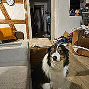 Ollie participe au concours pour gagner de l'argent avec cette photo : dog, living_room, sofa, blanket, wood_floor, toy, ball, doorway, hallway, couch, wood_beam, wall_clock, indoor, pet, floor, furniture, household, brown, white, black