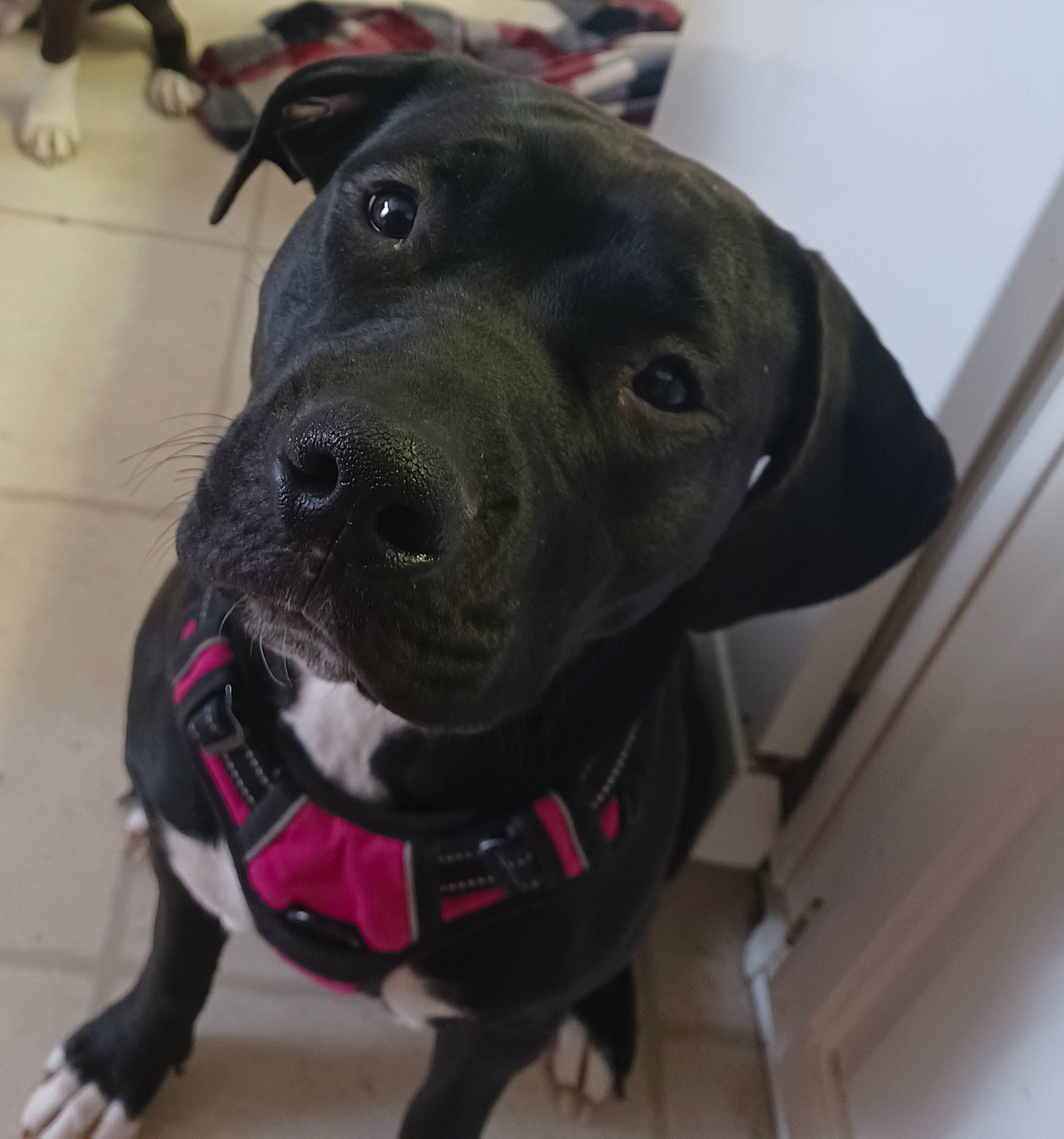 Sarah joined the competition — help win amazing prizes! borador, canidae, carnivore, collar, companion_dog, dog, dog_breed, dog_collar, event, fashion_accessory, fawn, fur, guard_dog, leash, liver, personal_protective_equipment, pet_supply, sporting_group, whiskers, working_animal