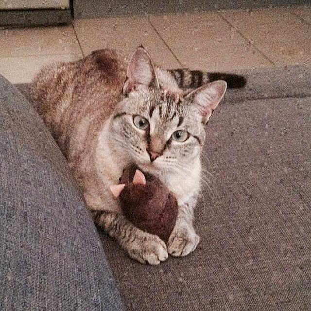 Miou