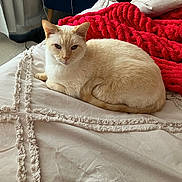Leo joined the competition — help win amazing prizes! cat, bed, blanket, cream_color, feline, indoor, knitted_blanket, light, lounging, neutral_tones, pet, resting, soft_texture, textured_bedspread, window, curtains, relaxed, domestic, fur, cozy