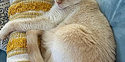 Leo joined the competition — help win amazing prizes! cat, cream_color, curled_up, pillow, yellow, white, blue_couch, patterned_cushions, resting, indoor, pet, feline, fur, sleepy, cozy, home, close_up, animal, relaxing, soft_texture