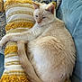 cat, cream_color, curled_up, pillow, yellow, white, blue_couch, patterned_cushions, resting, indoor, pet, feline, fur, sleepy, cozy, home, close_up, animal, relaxing, soft_texture