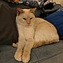 Leo joined the competition — help win amazing prizes! cat, cream_colored, couch, indoor, blanket, cushion, relaxed, feline, pet, fur, animal, resting, cozy, home, domestic, paws, ears, tail, soft, seated