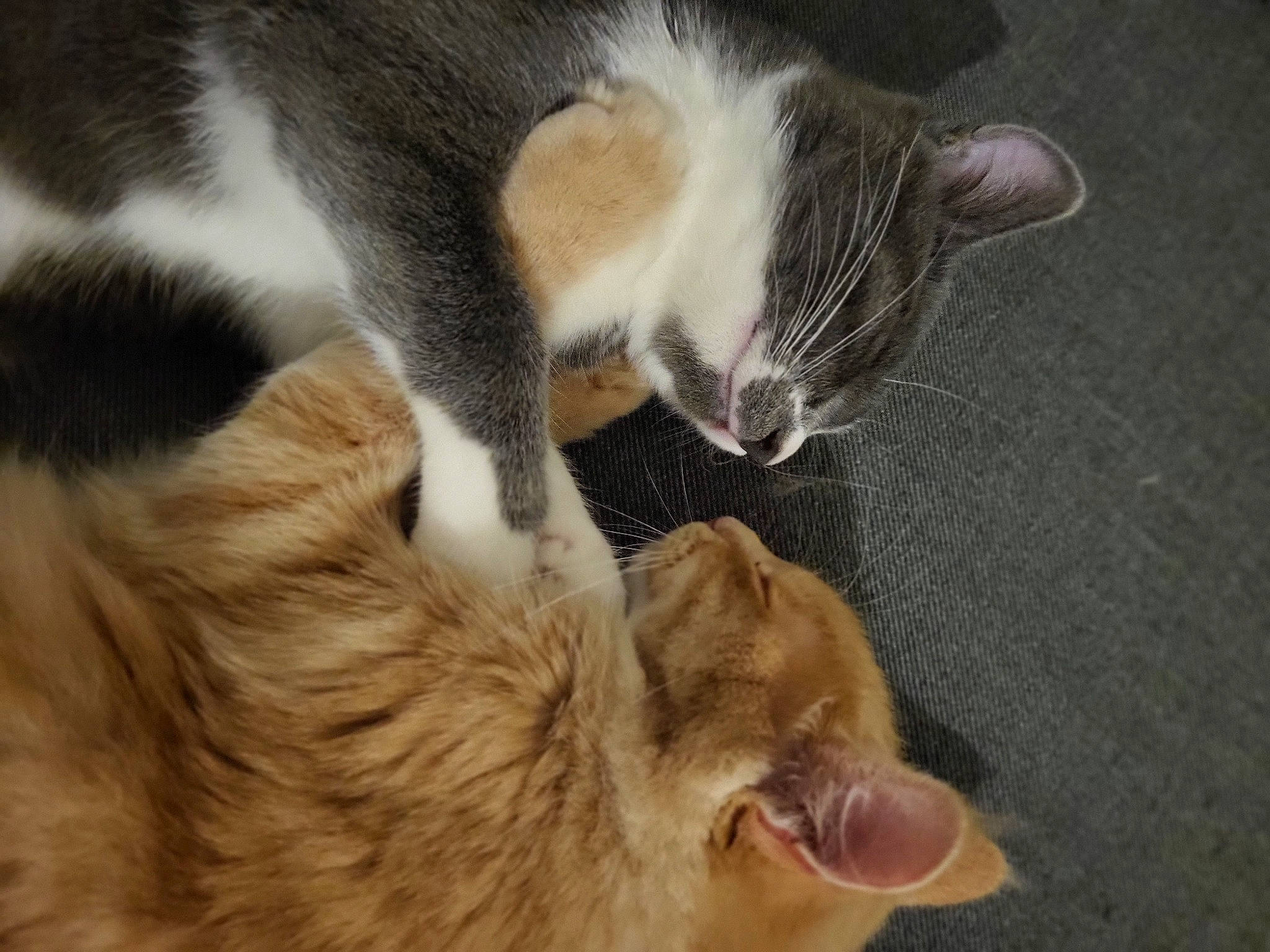 Rousseau a rejoint le concours — aidez-le/la à gagner de superbes lots ! canidae, carnivore, cat, cat_supply, claw, comfort, companion_dog, dog_breed, domestic_short_haired_cat, fawn, felidae, fur, nap, paw, sleep, small_to_medium_sized_cats, snout, tail, whiskers, wood