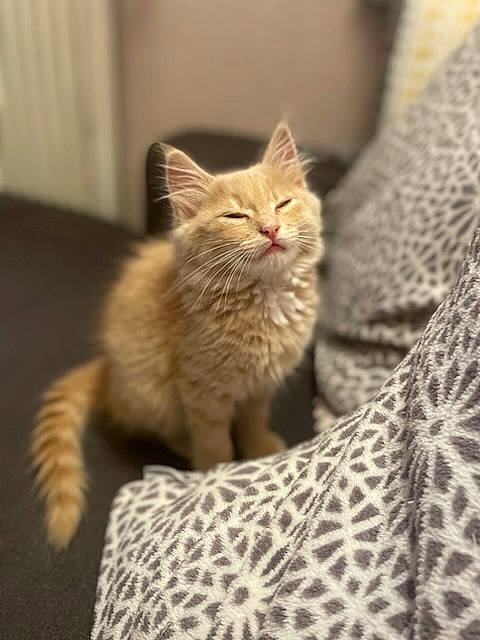 Rousseau a rejoint le concours — aidez-le/la à gagner de superbes lots ! carnivore, cat, cat_bed, cat_supply, claw, comfort, domestic_short_haired_cat, fawn, felidae, fur, pattern, paw, sitting, small_to_medium_sized_cats, snout, tail, terrestrial_animal, whiskers, wildlife, wood