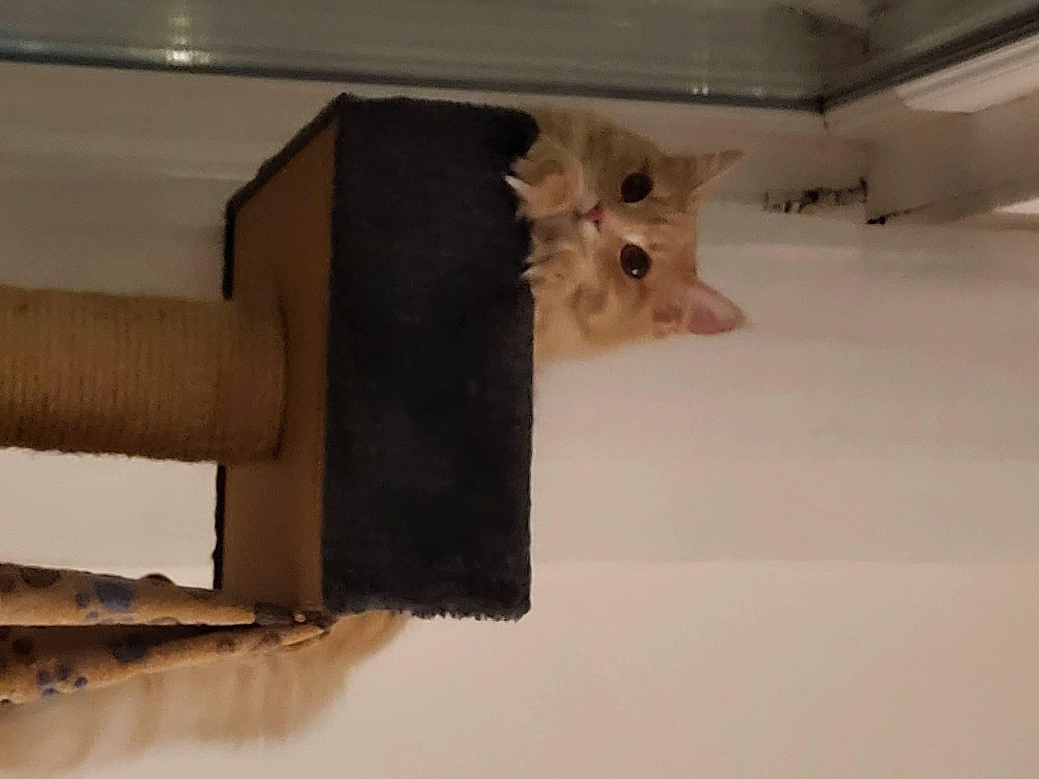 Rousseau a rejoint le concours — aidez-le/la à gagner de superbes lots ! carnivore, ceiling, fawn, felidae, fur, hardwood, paper, paper_product, pet_supply, plaster, plywood, room, small_to_medium_sized_cats, tail, tints_and_shades, toy, whiskers, window, wood, working_animal