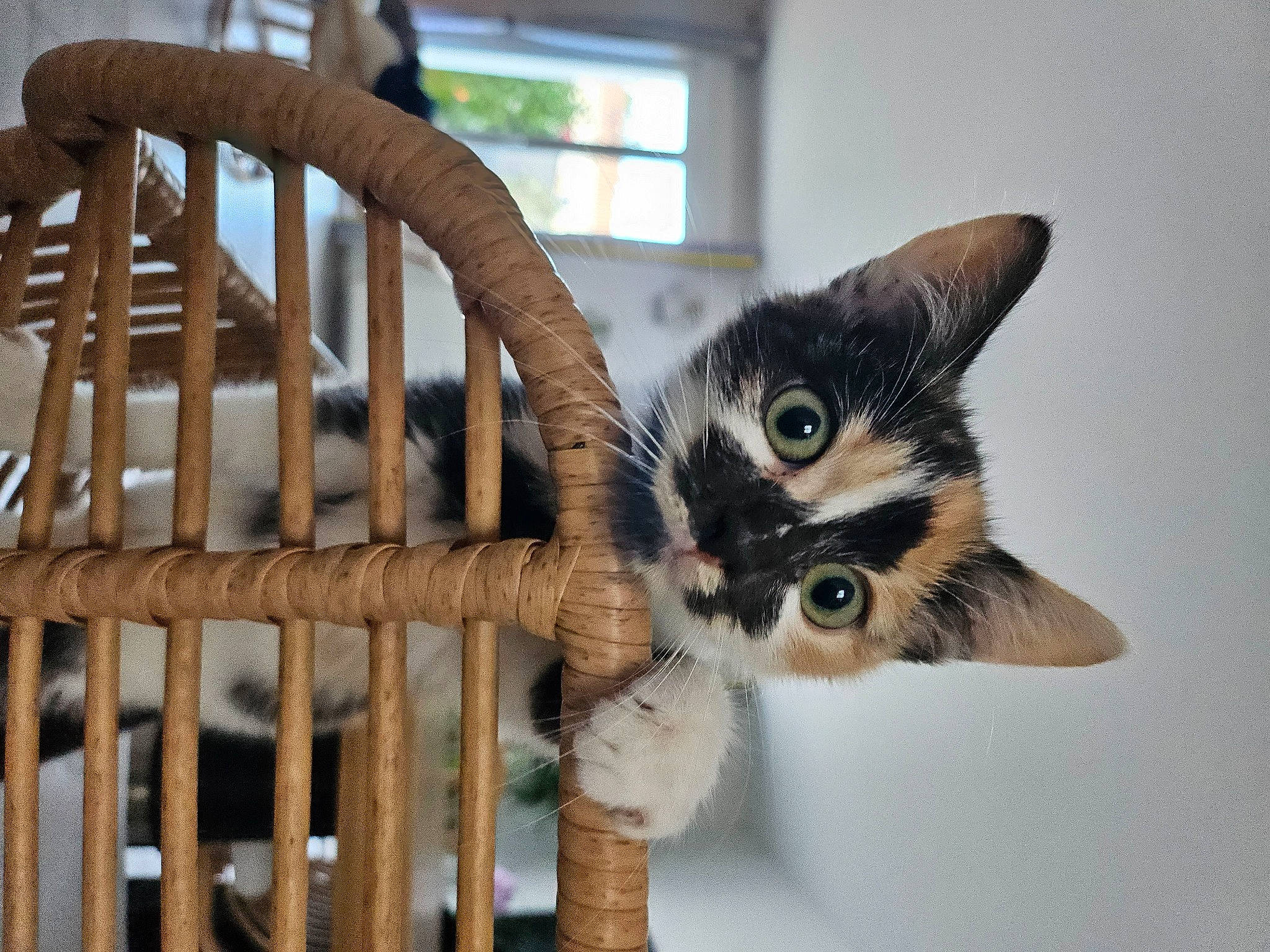 Mya