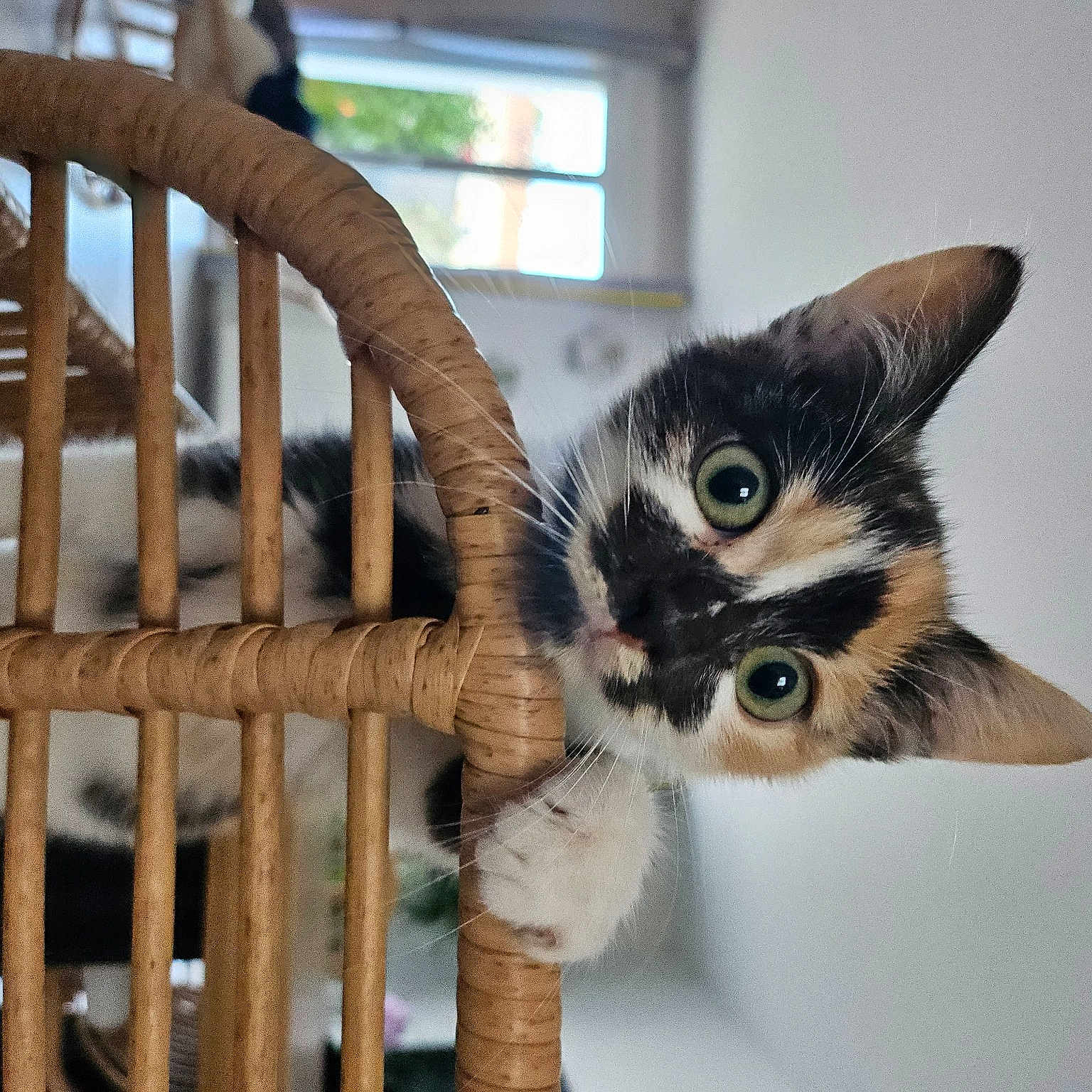 Mya
