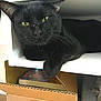 animal, black_cat, cardboard_box, cat, closeup, cozy, cute, domestic_cat, feline, fur, green_eyes, household, indoor, looking, paw, pet, relaxed, resting, shelf, whiskers